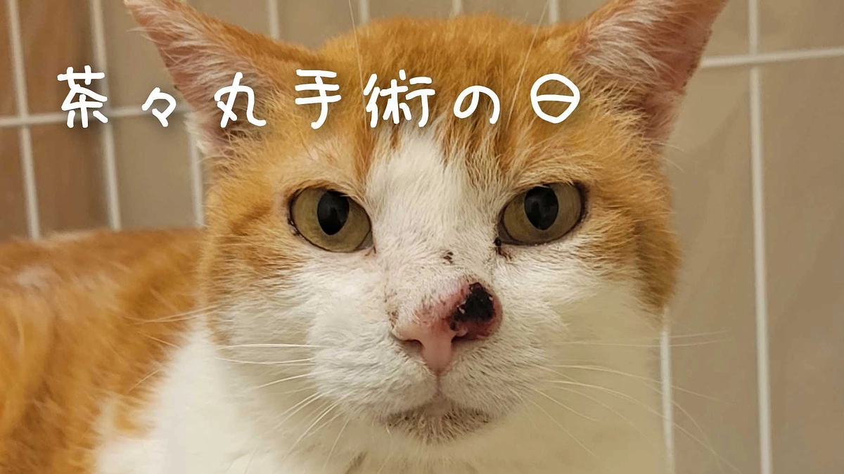 茶々丸手術の日