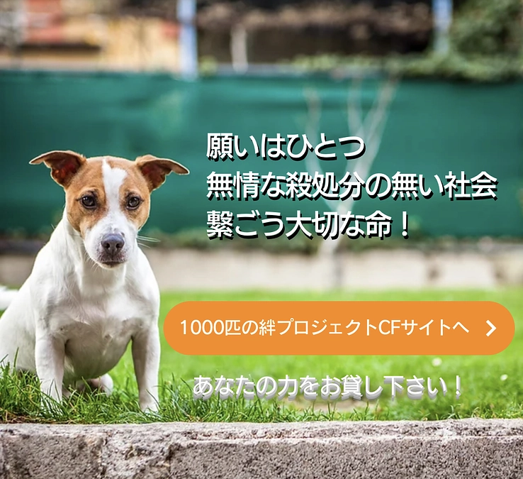 保健所犬猫応援団の目指すもの 誰もが出来る応援というアクションです！