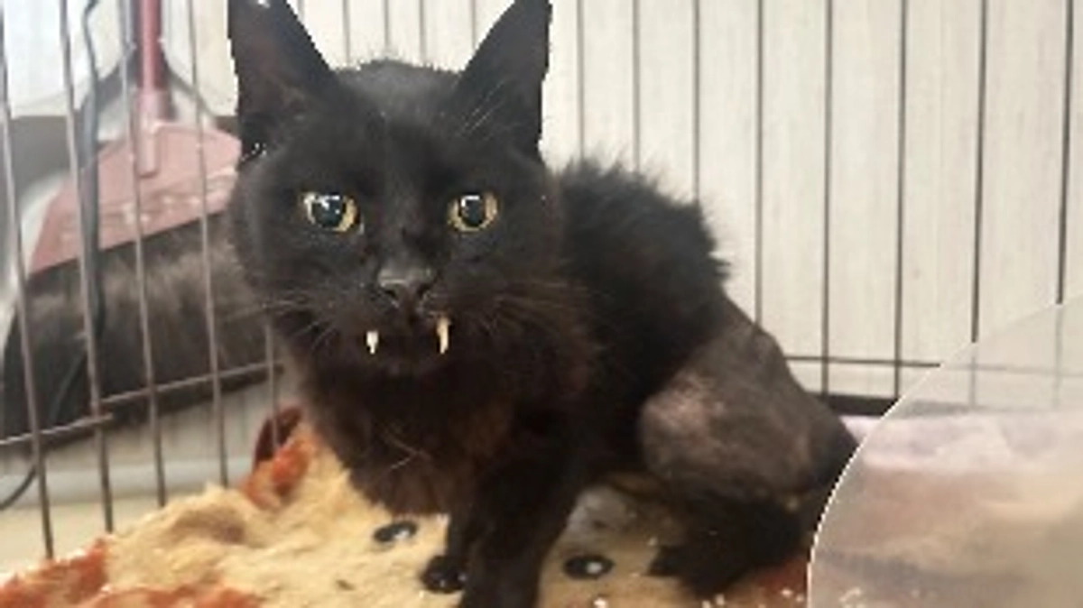 ヨーネルくんいらっしゃい🎶