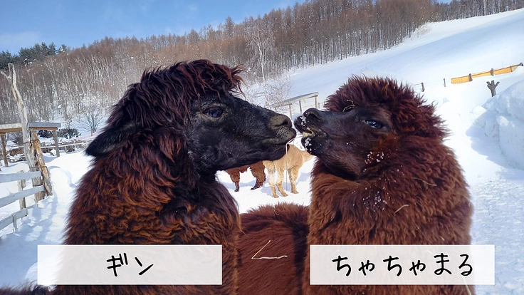 ビバアルパカ牧場｜皆様とアルパカ達の憩いの場を、より快適な環境へ 4枚目