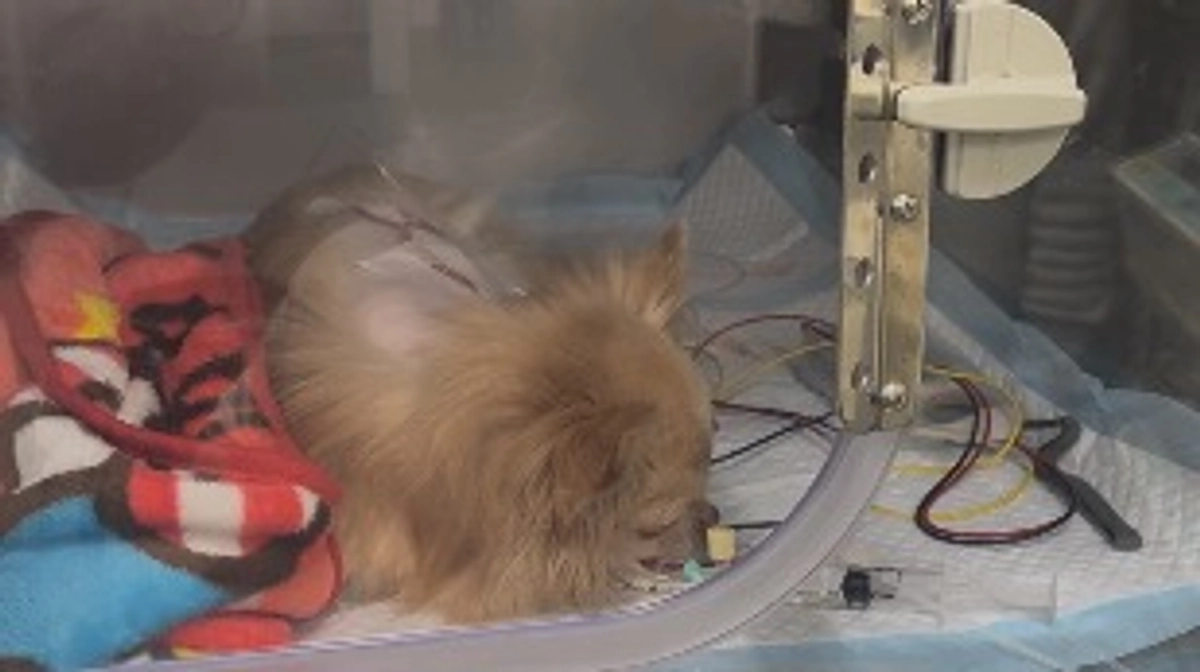 手術無事に成功いたしました🙇‍♀️