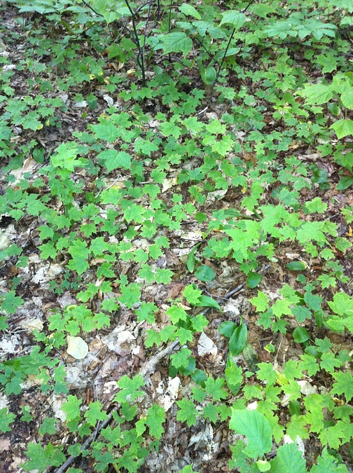 第一目標達成！そしてネクストゴールへ挑戦します！