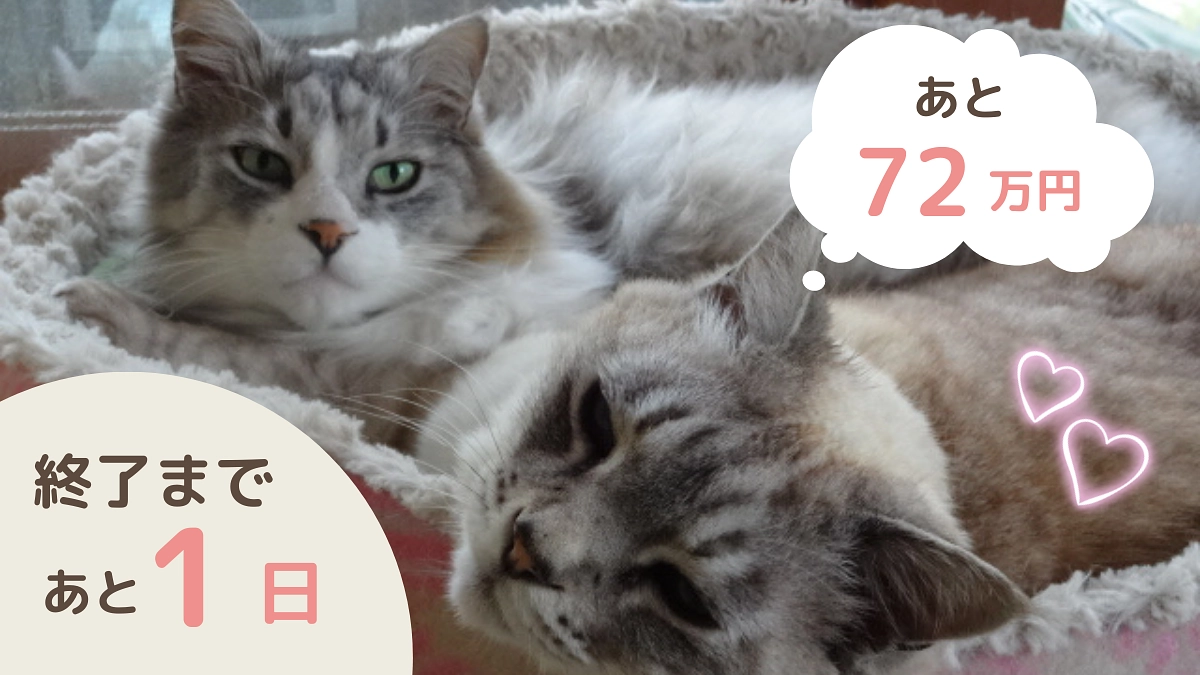 プロジェクト終了まで37時間！あと72万円で達成出来ます！ボランティアによる応援リレー Vol9