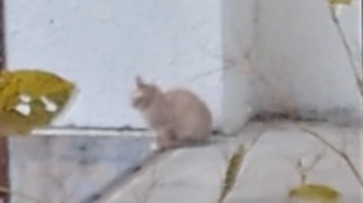 プロジェクトリターンについてのお詫び