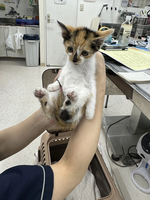 負傷猫と出会った時に思うこと