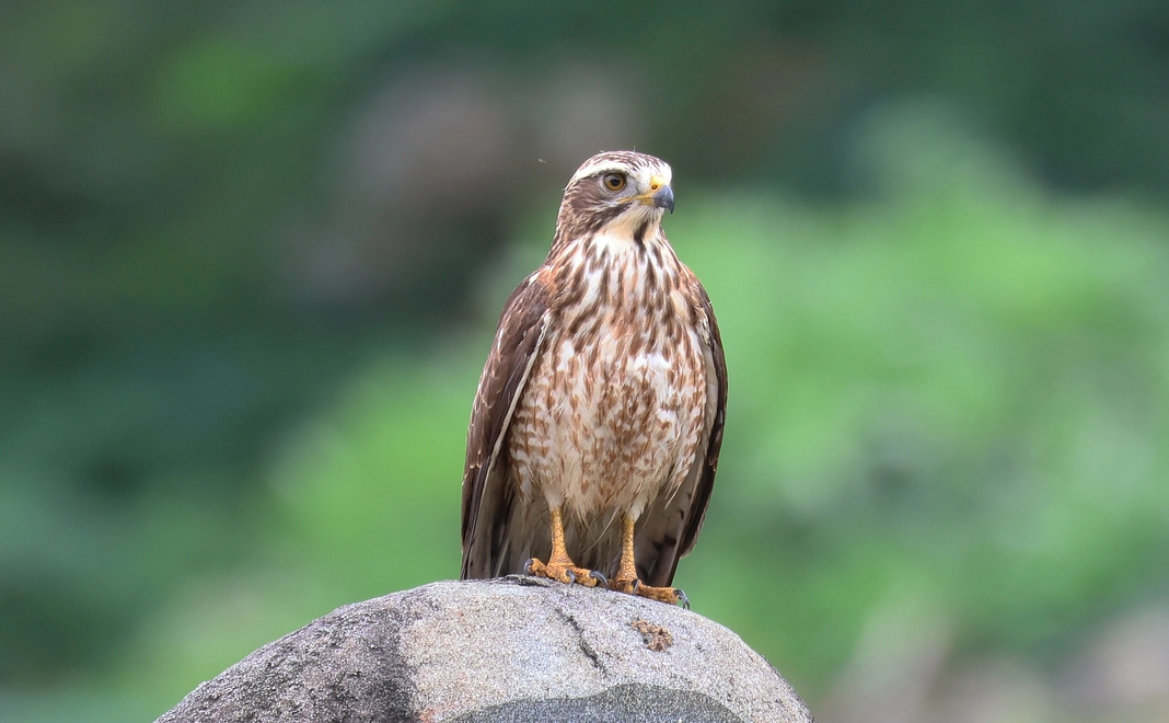 1万円｜応援コース