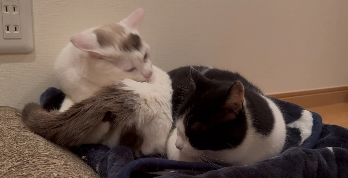 シンバの表現！