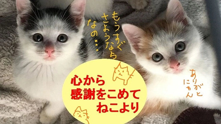 野良猫のためのパトロールを支えて下さいませんか?vol2