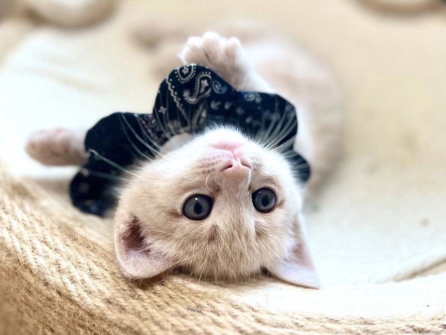 達成になりました！