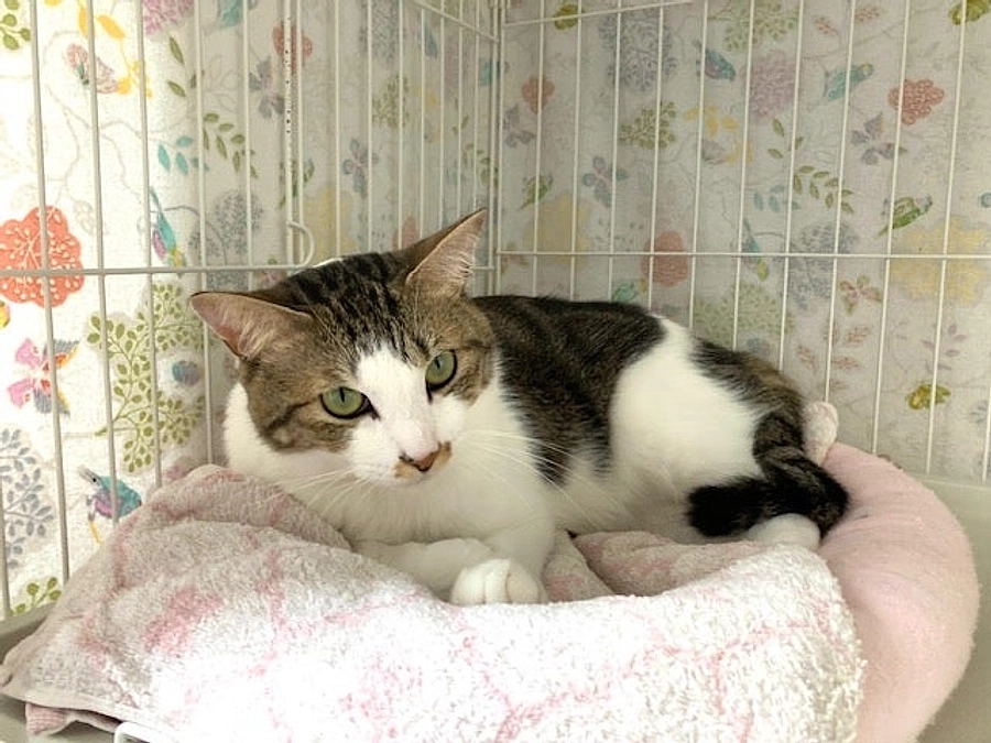 ユシシくんとみなみちゃんが卒業しました🎉