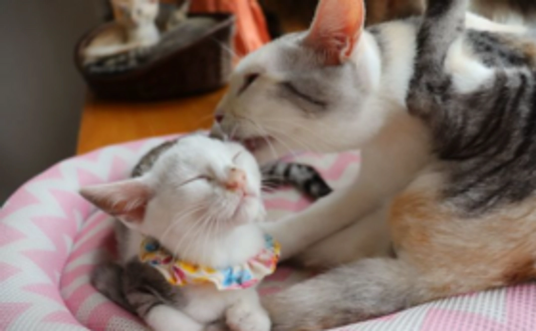 毎月応援1000円コース