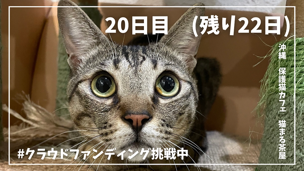 20日目　幸せは猫の形をしている？