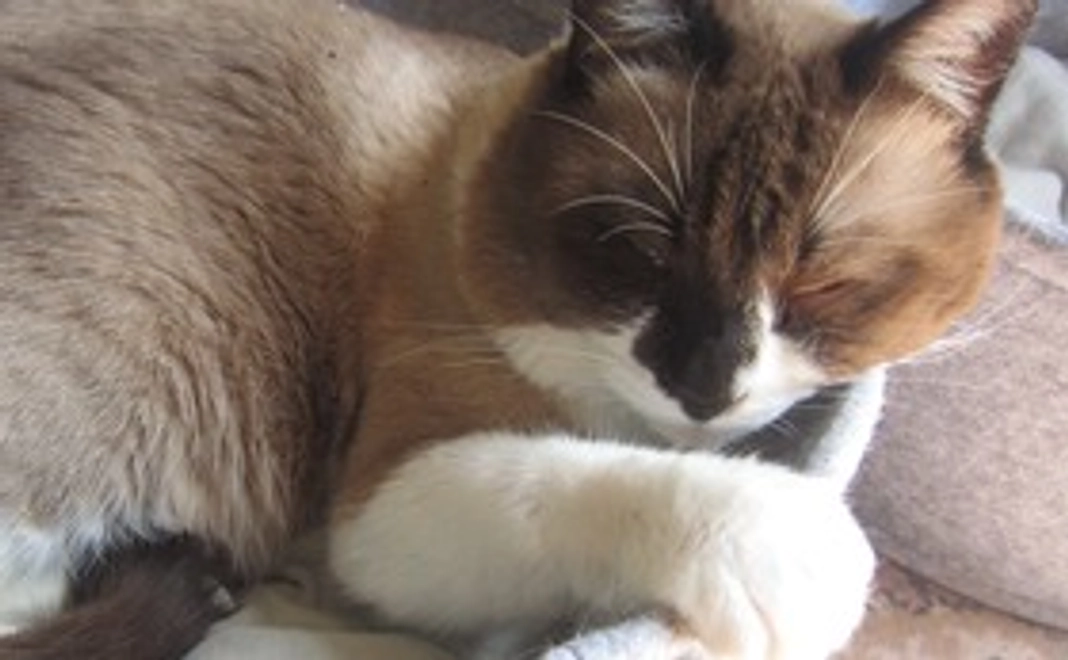 ありがとうございますお礼メッセージメール