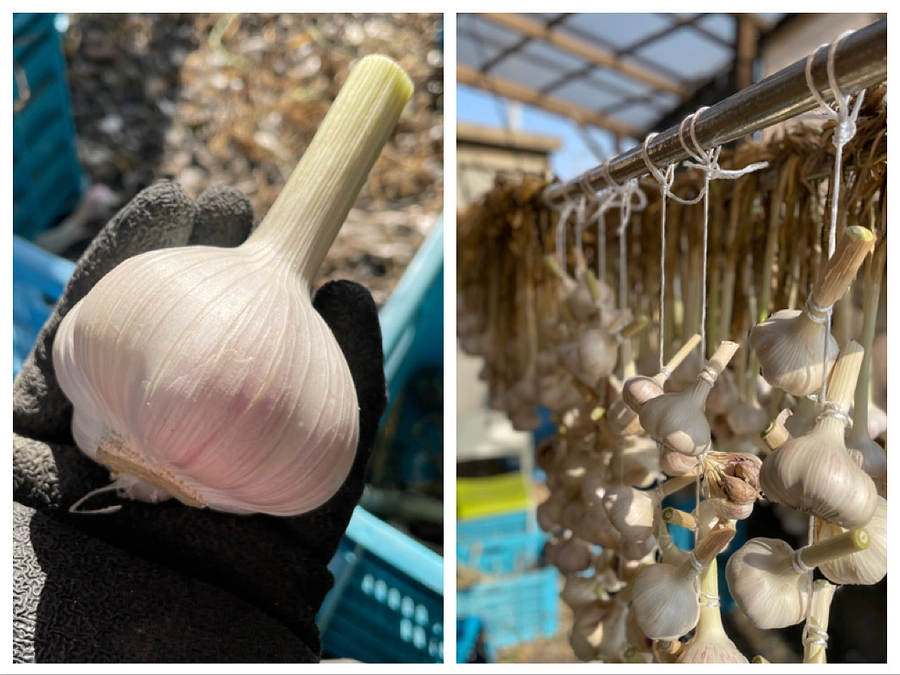 ニンニク干してます。^_^