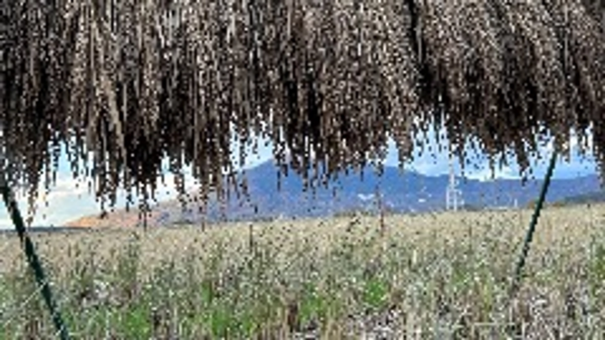 二十四節気 冬至　七十二候 乃東生(なつかれくさしょうず)