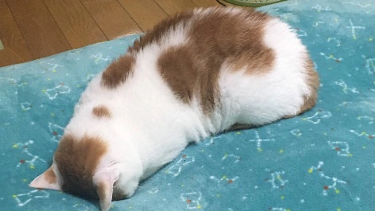 クラファン最終日。