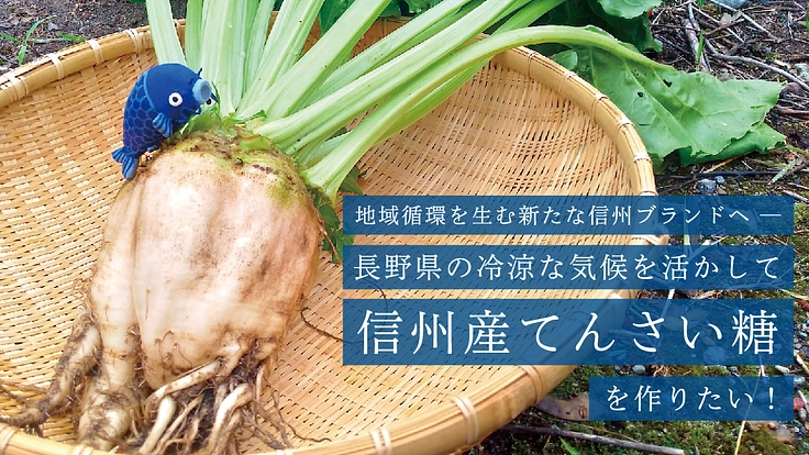 甜菜栽培を実験中!冷涼な気候を活かして信州産てんさい糖を作りたい。