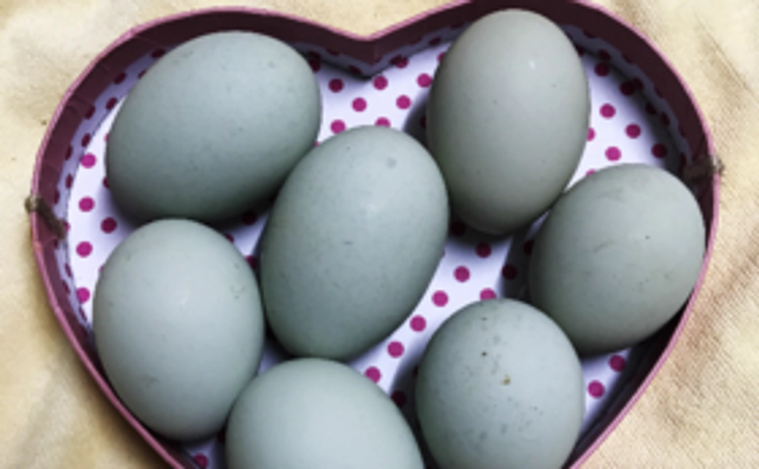 アローカナの新鮮玉子６０個