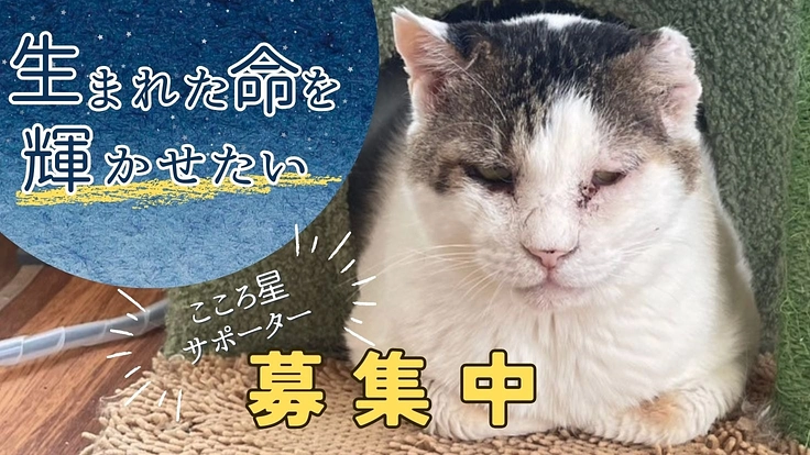 愛してくれる家族のもとへ。命を繋ぐ「こころ星サポーター」を大募集！
