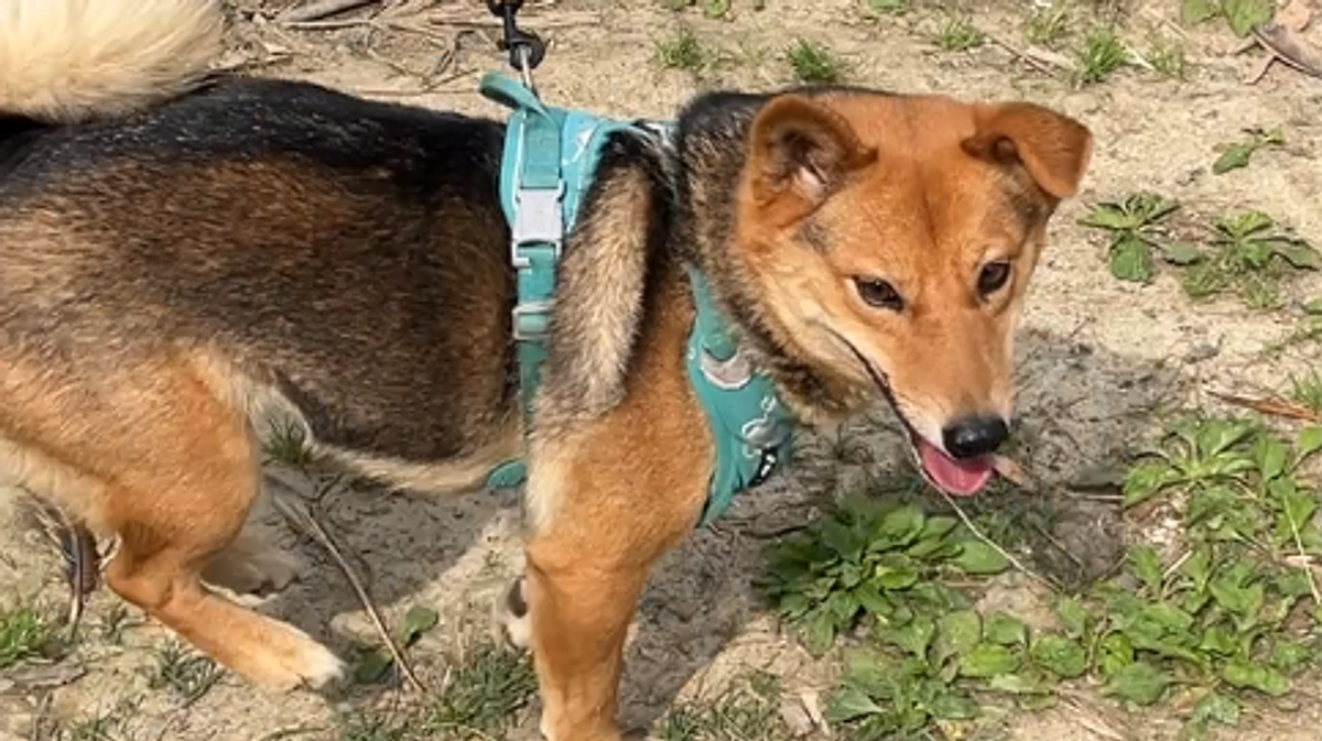 【残り2日】犬を飼おうと思います。人氣のリターン追加しました。