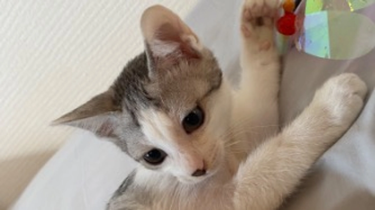 動くタビちゃん