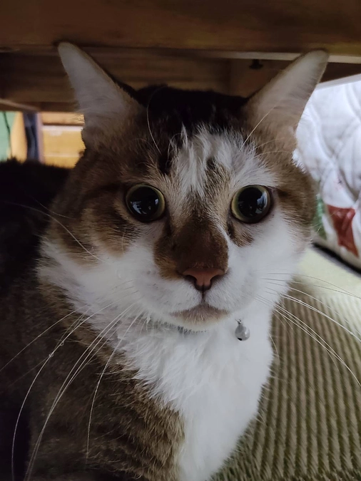 MRI検査等の結果のご報告②（検査結果を受けて）