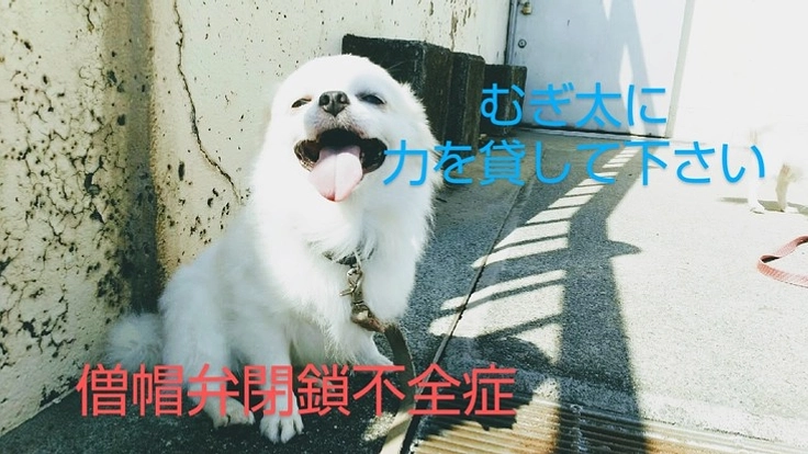 僧帽弁閉鎖不全 むぎ太に力をお貸し下さい。お願い致します。