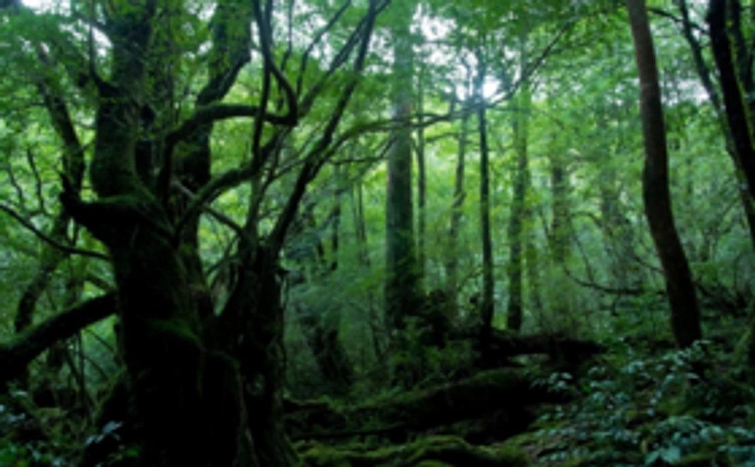 屋久島での調査報告をお送りします!