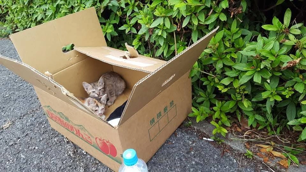 子猫が遺棄されました。