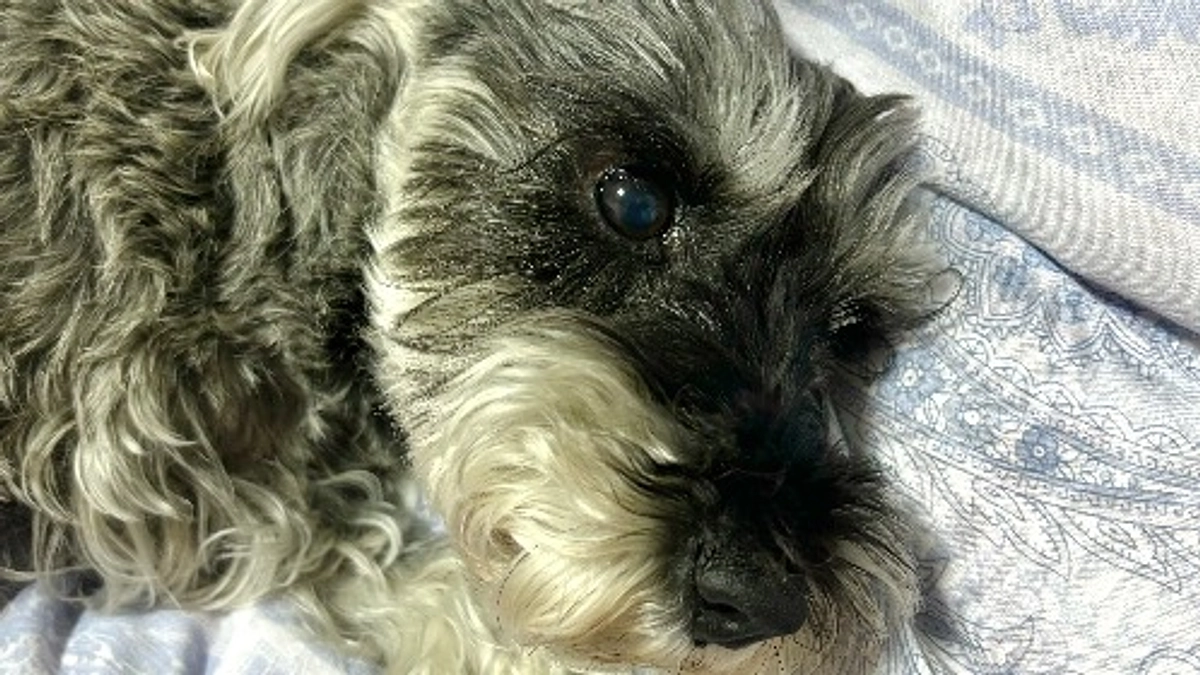 手術まで1ヶ月を切りました。