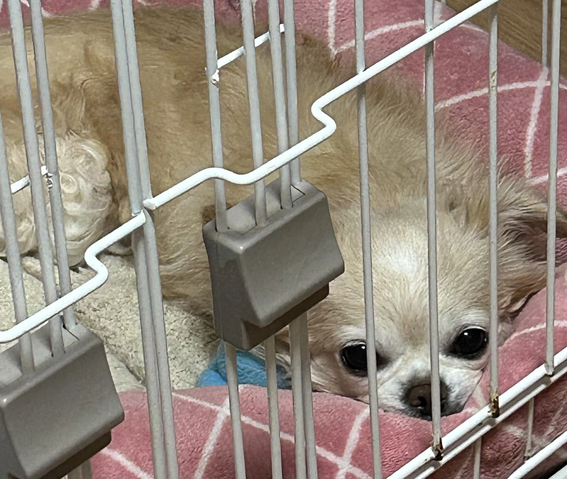 元気がありません…