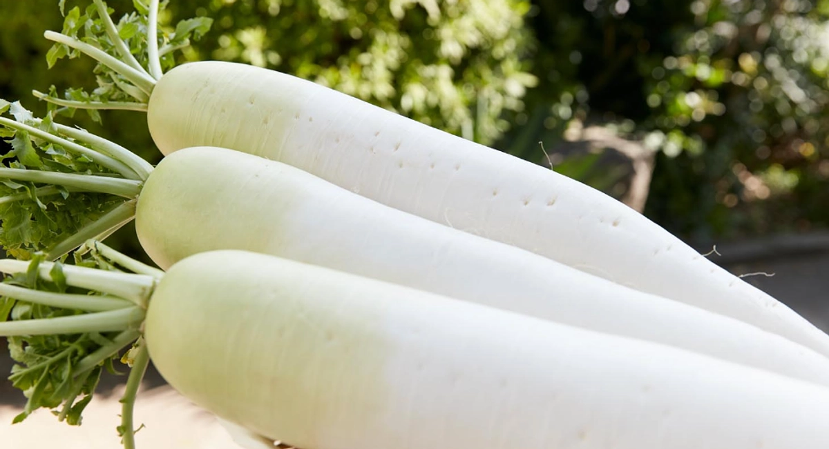 大根がいっぱい