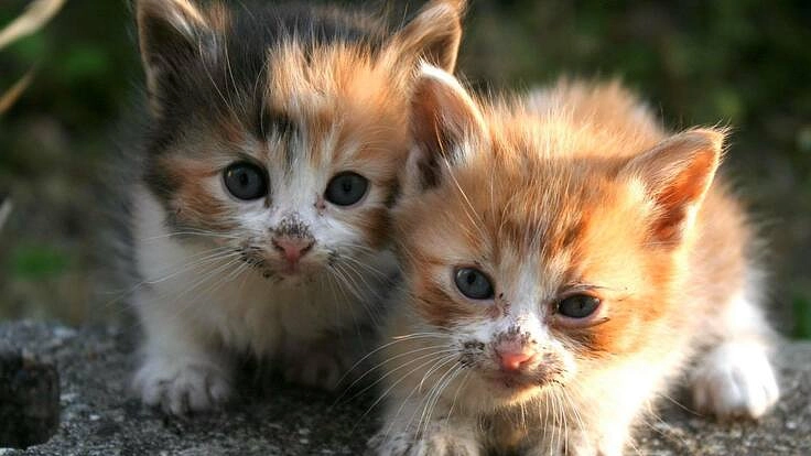 里親さんの元に行けない白血病の猫たちへ。安心して過ごせるおうちを。