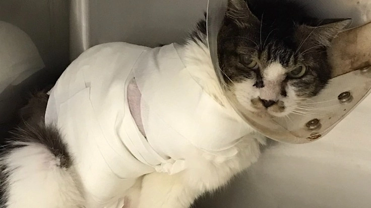 【閲覧注意】★しまっけの右前肢・頭部怪我治療費用ご助力お願い★