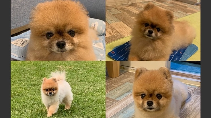 高額な手術費の支援をお願いします。余命宣告されたぜんを救って下さい