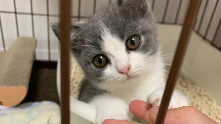 FIP闘病中の愛猫を助けて下さい。