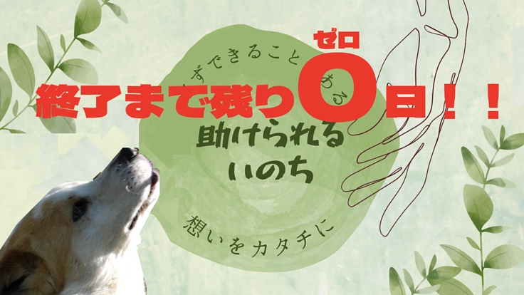 殺処分｜不登校etc…学生が「解決」ではなく「改善」への一歩を創る
