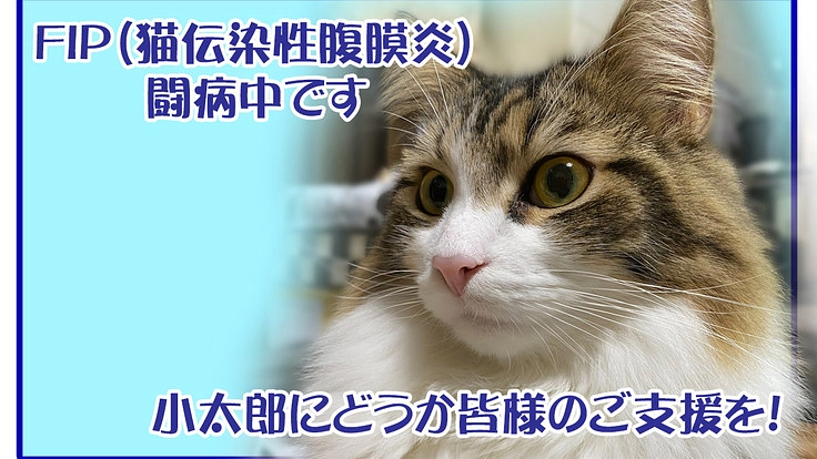 FIP寛解に向け闘病中・小太郎の治療にご支援を
