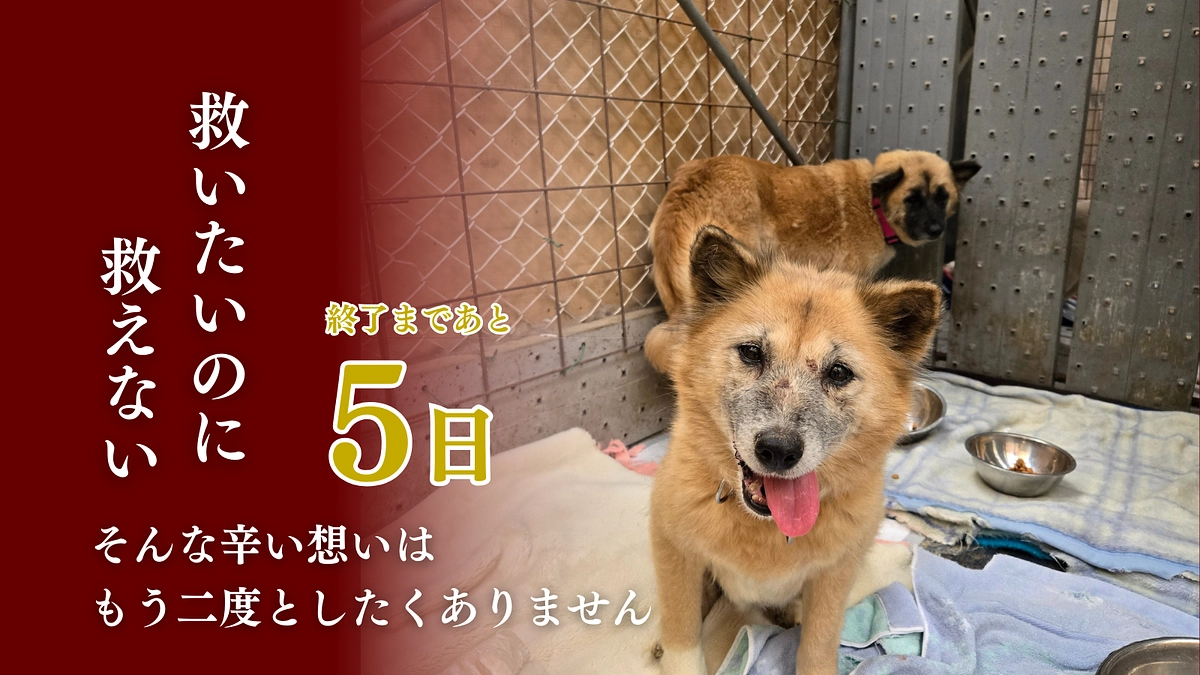 【残り5日】ネクストゴールで、さらに多くの命を救う。ご支援を心よりお願い申し上げます。
