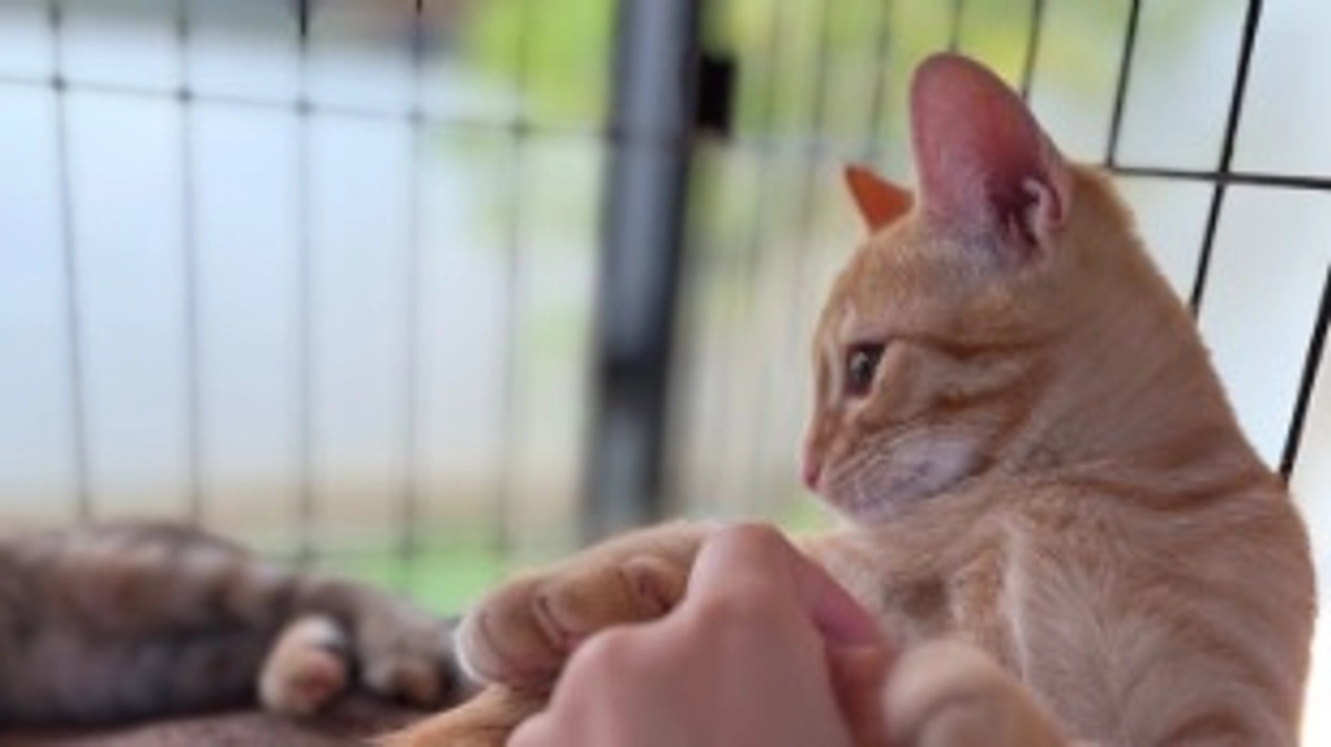 子猫の里親さん