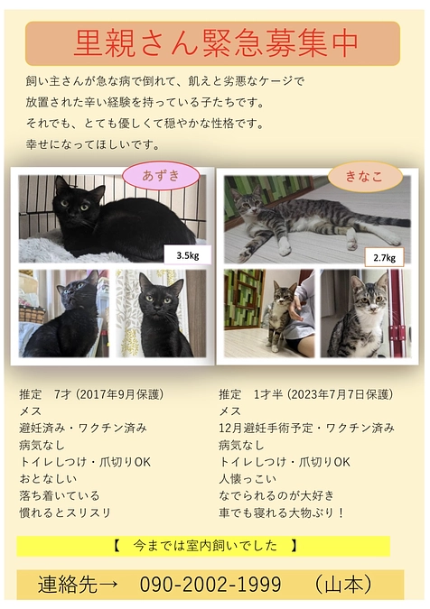 <猫たちの里親募集にご協力よろしくお願いします>🥺🐈