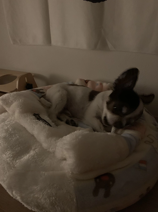 落ち着いて寝ています🐶💤