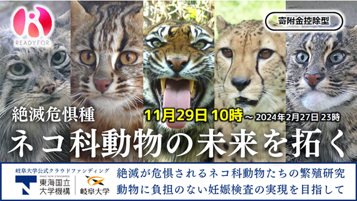 岐阜大学「ネコ科動物の未来を拓く」クラウドファンディングの応援をよろしくお願いいたします。