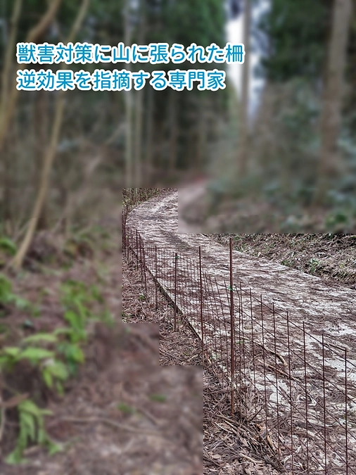 春の石川県2週間クマ調査