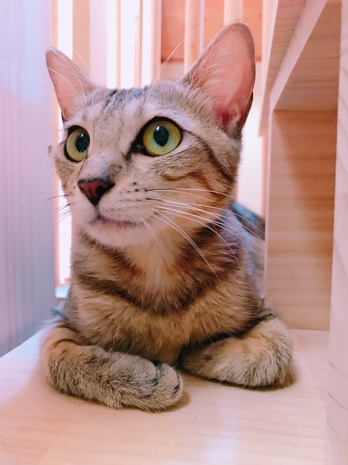 【目標金額の60%まであと少し】猫も家族も我慢しないストレスレスの生活のために