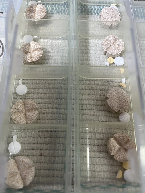 看板老犬トットおじいちゃんの体調不良