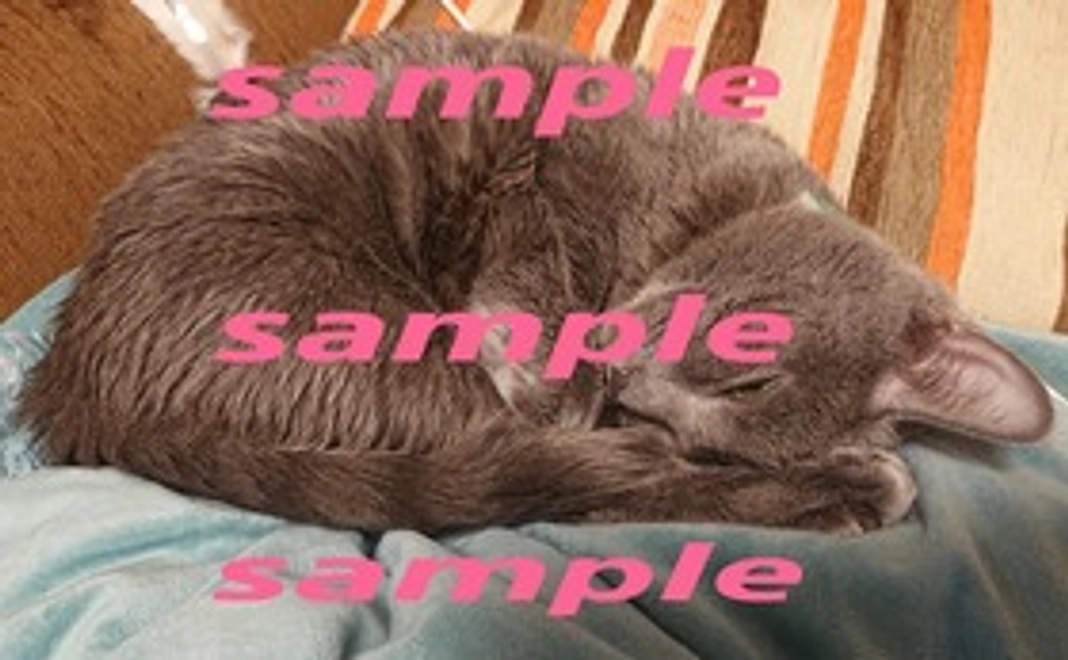 こふでくんの画像1枚