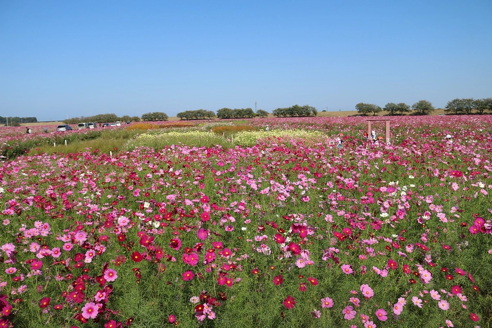 １０月１２日(日)宮ノ下コスモスまつり盛大に開催！