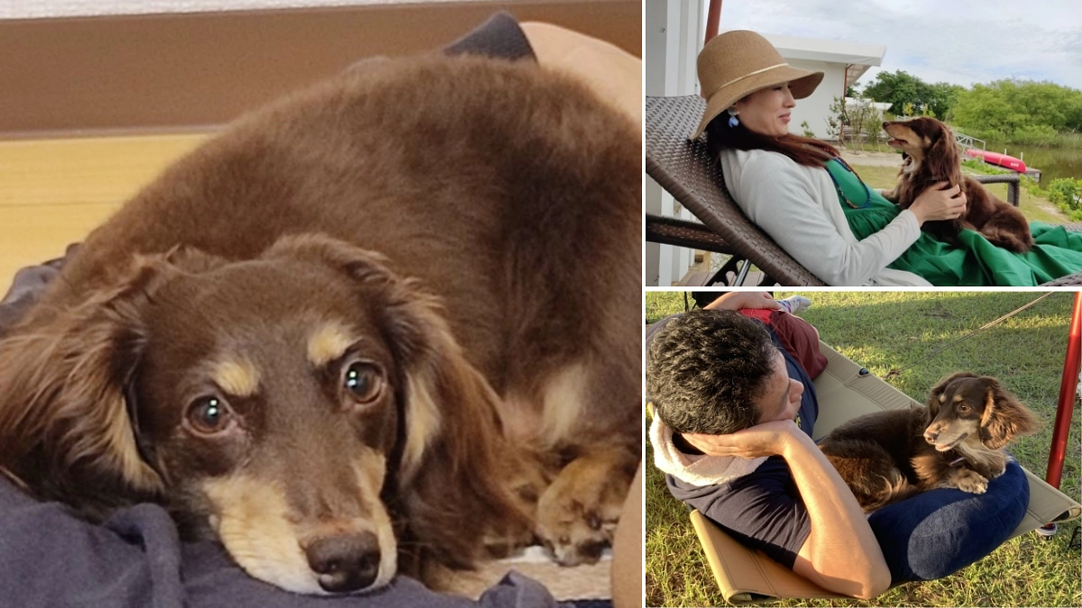 【里親さんからの応援メッセージ】音信不通だった母の犬「さくら」。置き去りにされた過去から最高の環境へ