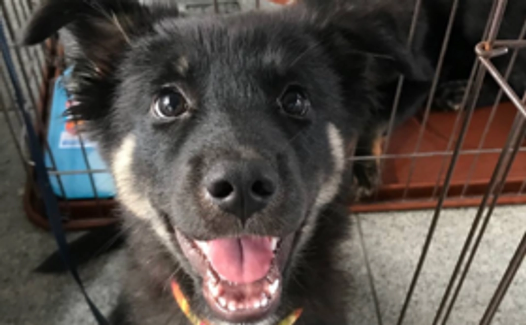 犬猫たちの生活サポーターコース